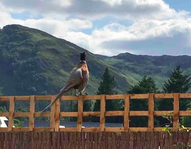 The Bothy - Your Unique Luxury Refuge Saint Fillans Exterior photo